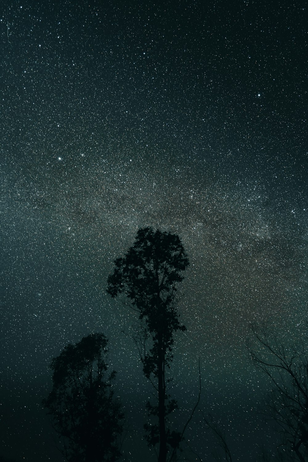 silhouette of trees under starry night