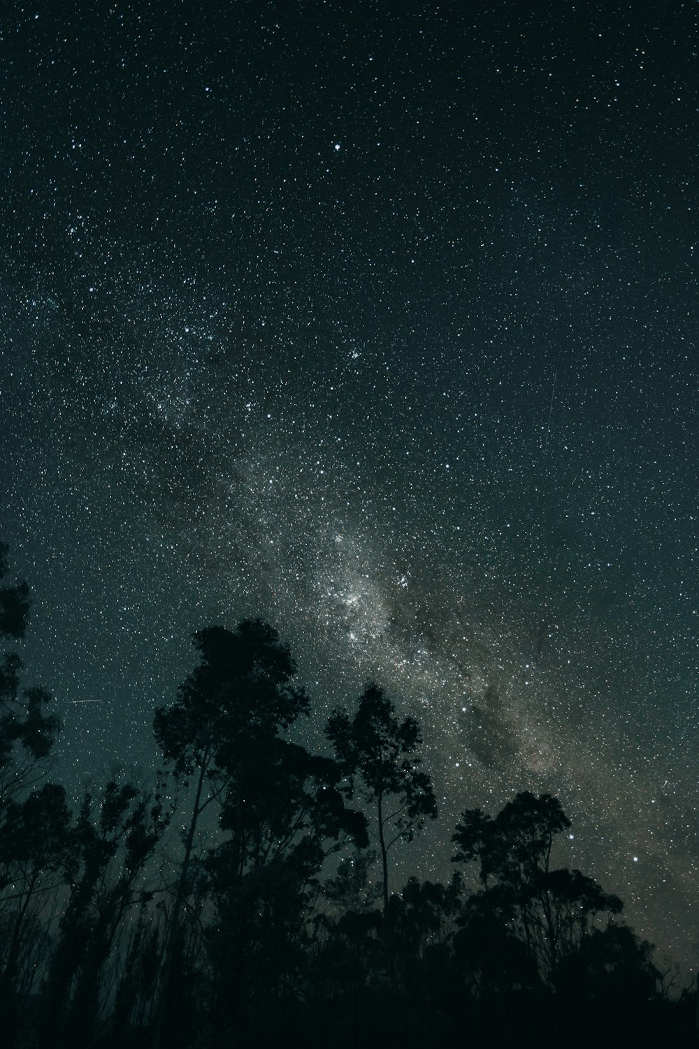 silhouette of trees under starry night