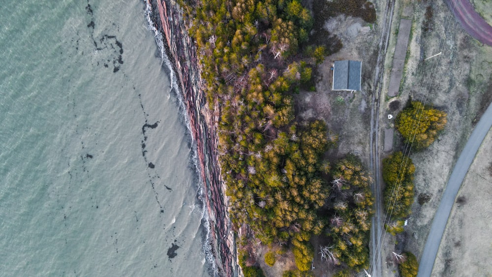 alberi verdi vicino allo specchio d'acqua durante il giorno