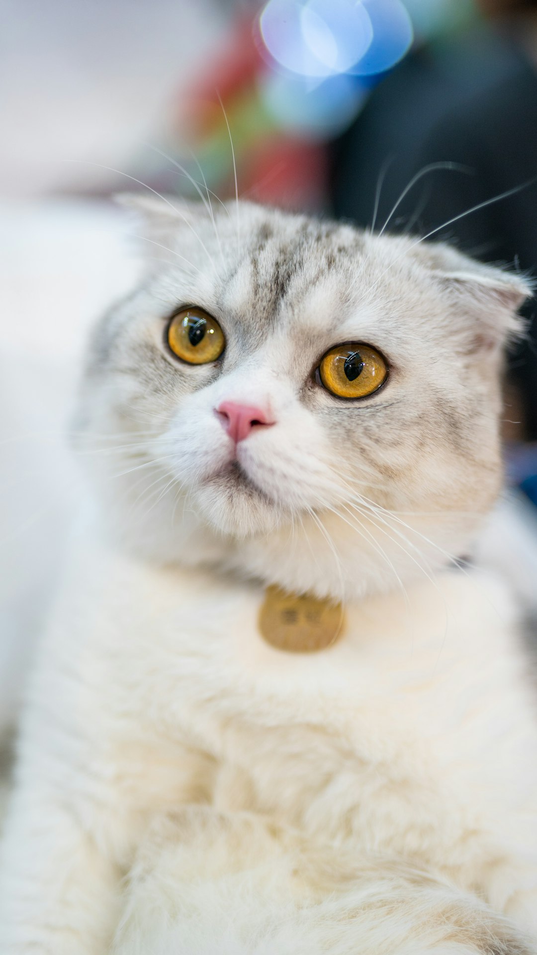white and gray cat with brown eyes