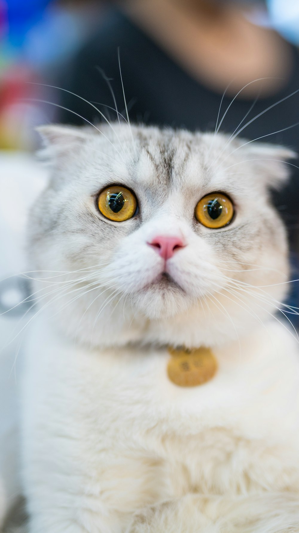 노란색 칼라를 가진 흰색과 회색 고양이