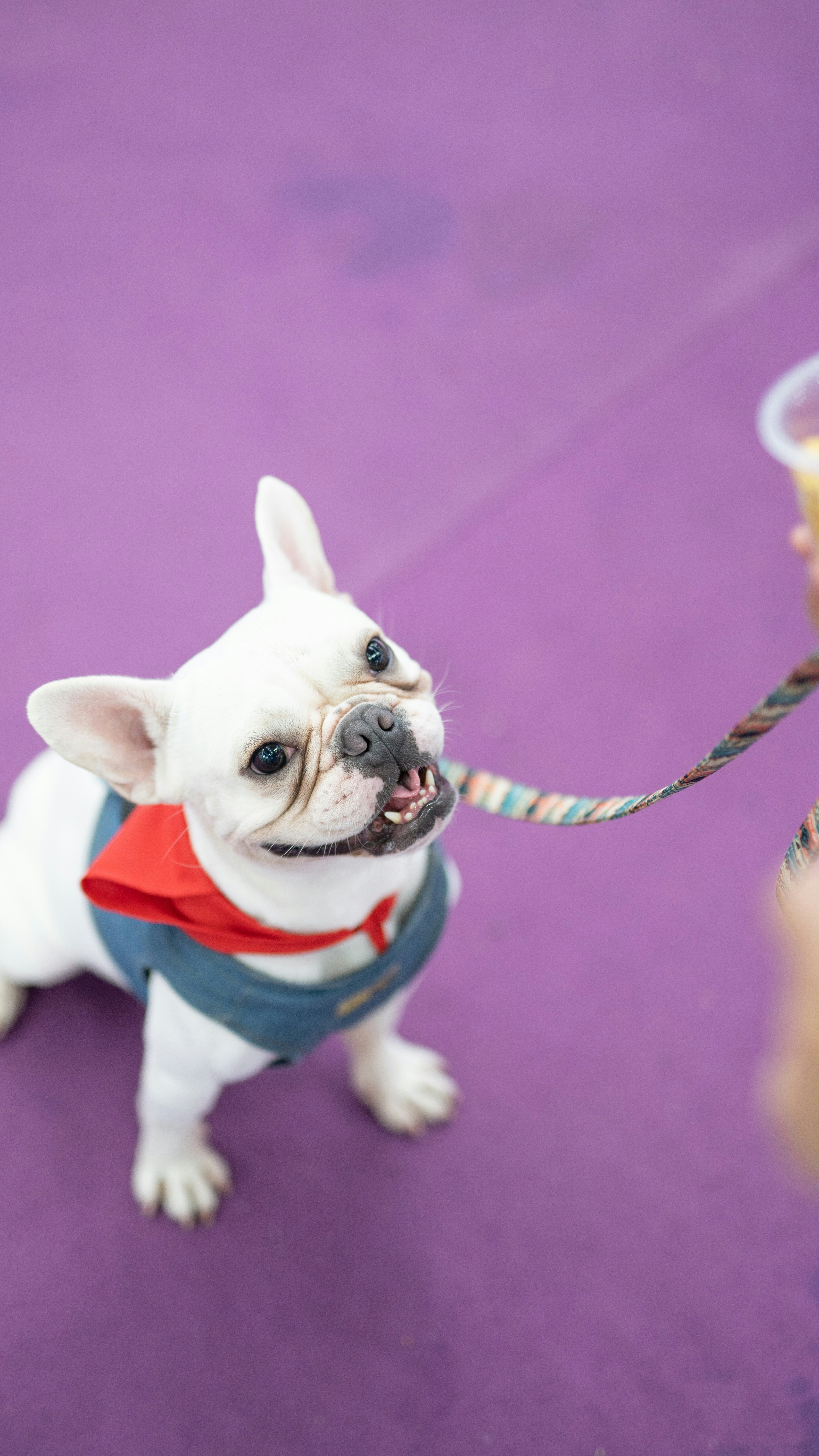 ピンクと白のスカーフと白いフレンチ ブルドッグの写真 Unsplashで見つける中国广东省深圳の無料写真