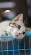 Close-up of a trapped feral cat calmly resting in a safe cage.