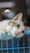 A cat with light fur and dark stripes rests its head on the edge of a blue wire cage, appearing relaxed and curious. The background is blurred, giving a soft focus effect.
