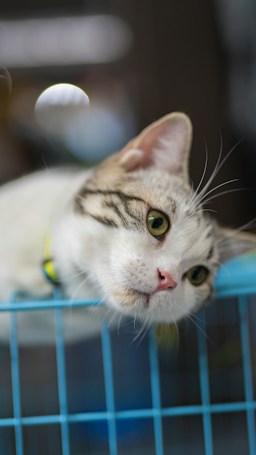 A cat with light fur and dark stripes rests its head on the edge of a blue wire cage, appearing relaxed and curious. The background is blurred, giving a soft focus effect.