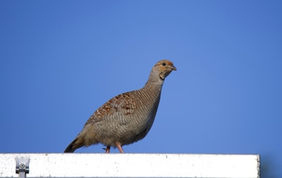 grey and black bird under blue sky during daytime partridge teams background