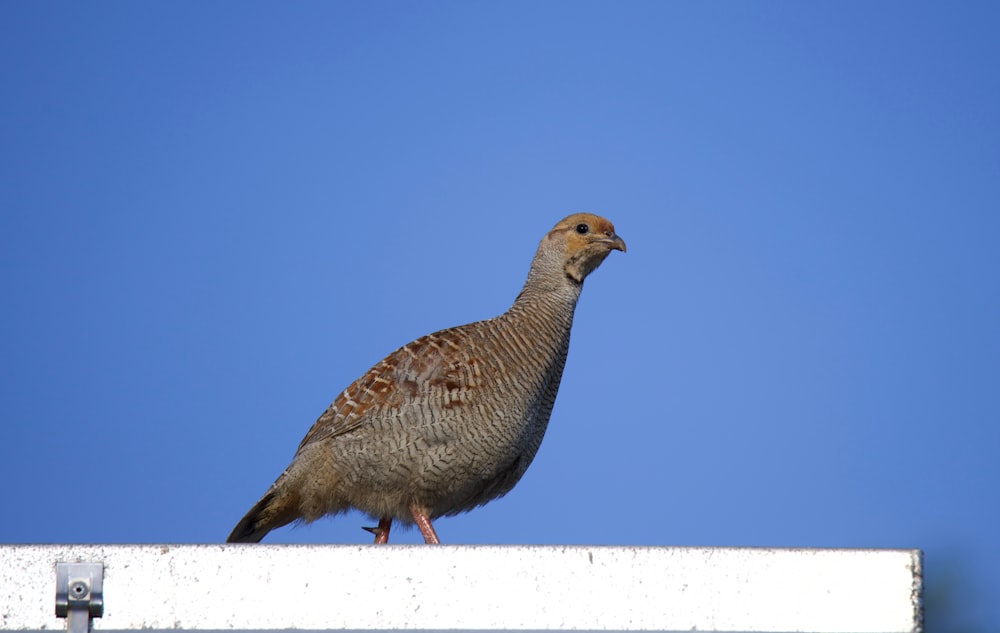 grauer und schwarzer Vogel tagsüber unter blauem Himmel