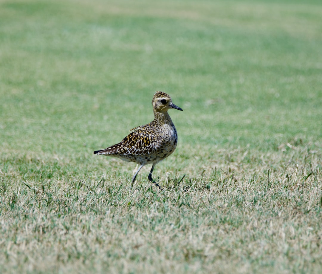 brown and white bird on green grass field during daytime