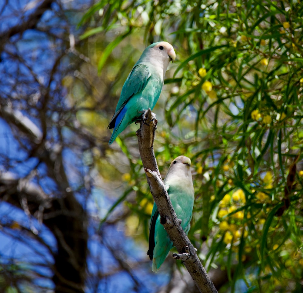 green and white bird on tree branch