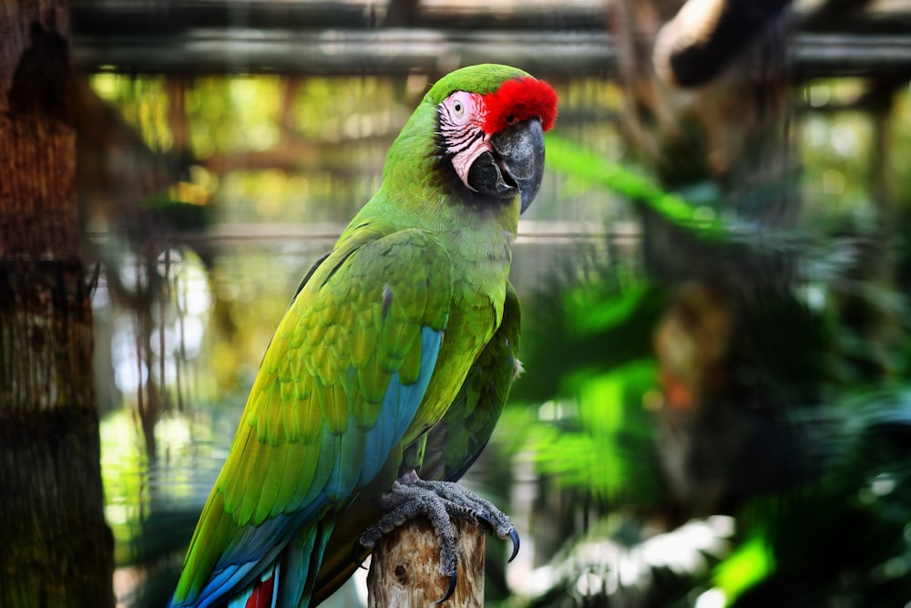 green and red parrot on brown tree branch