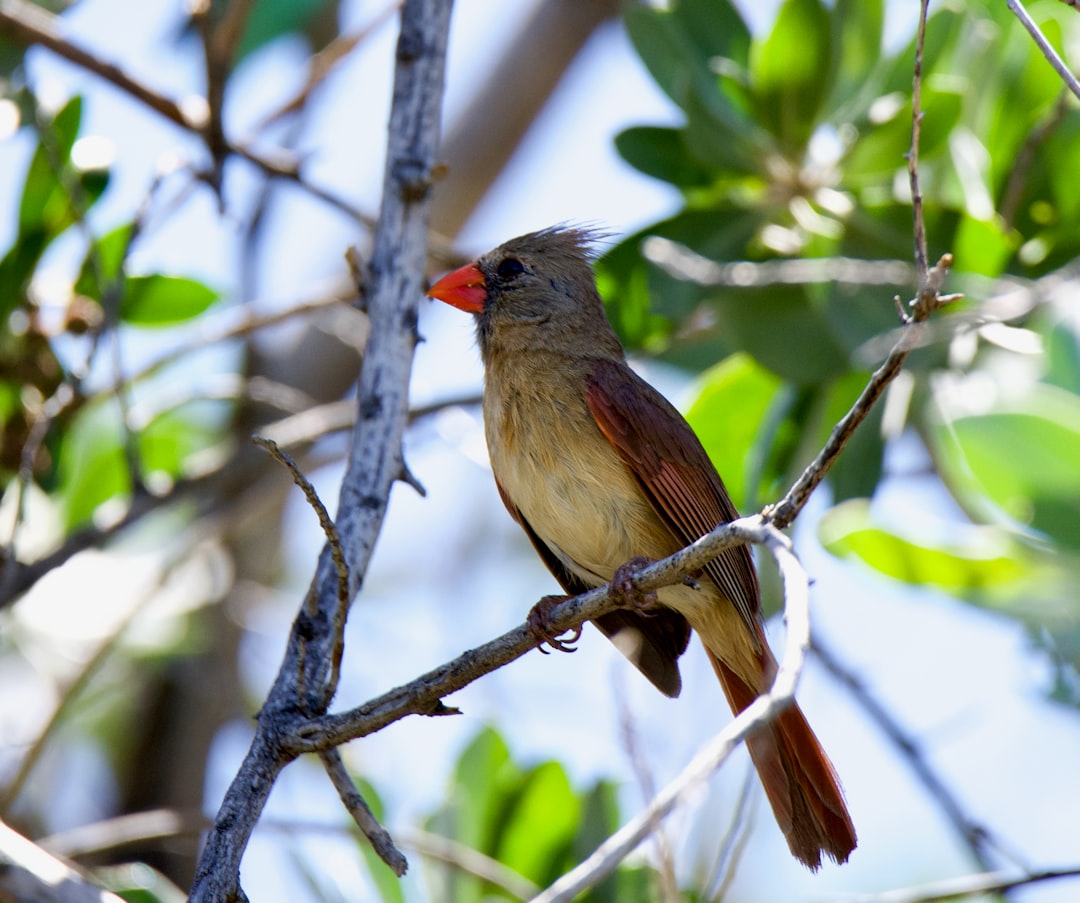 brown and black bird on tree branch during daytime