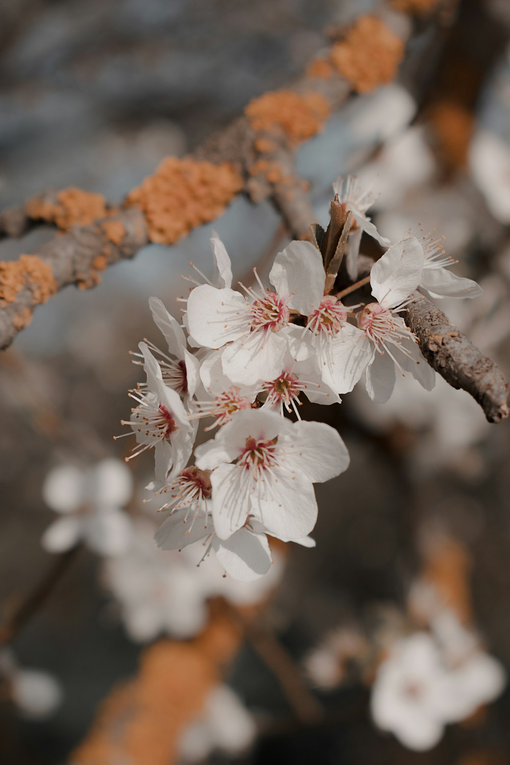 white and brown flower in tilt shift lens