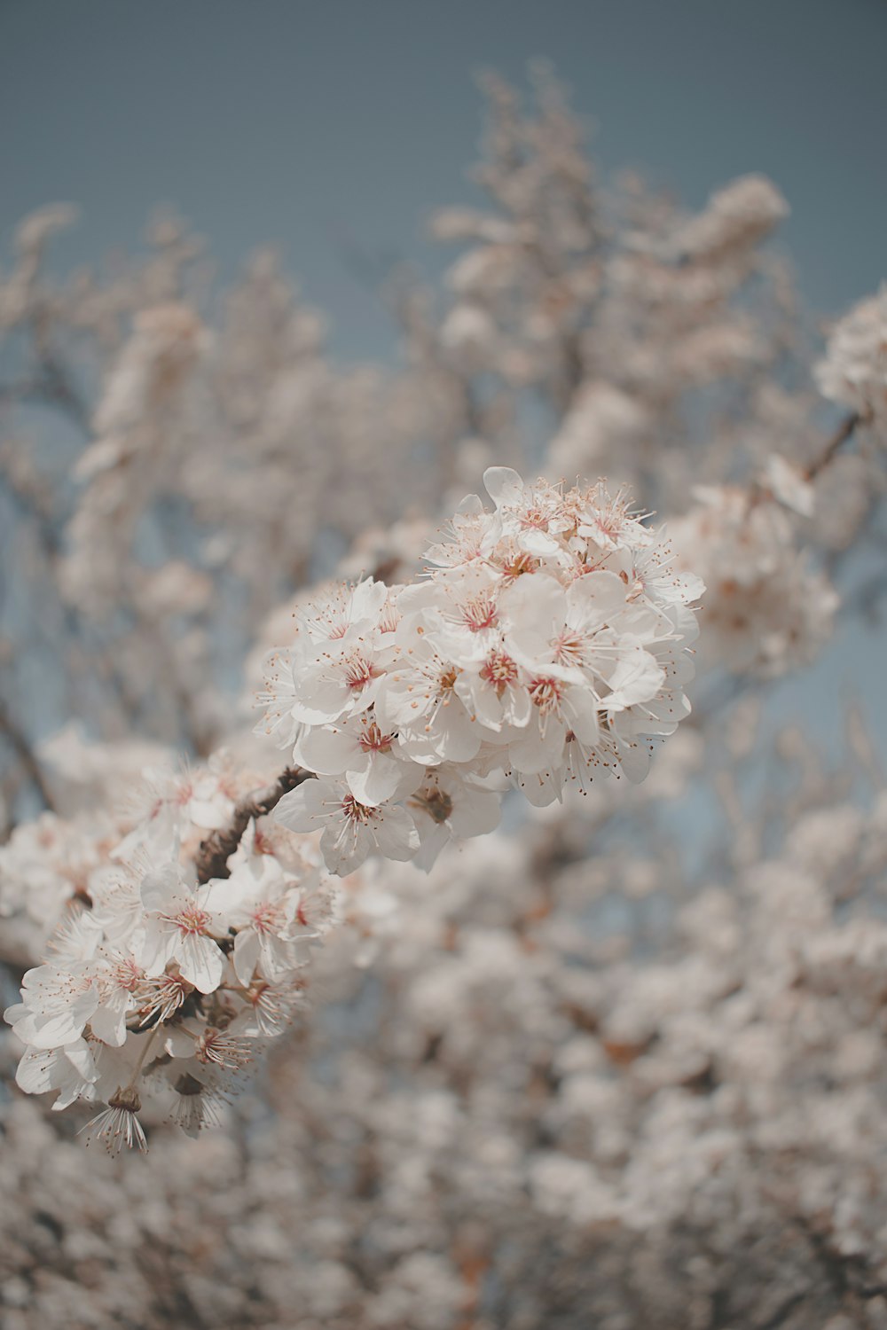 white cherry blossom in close up photography