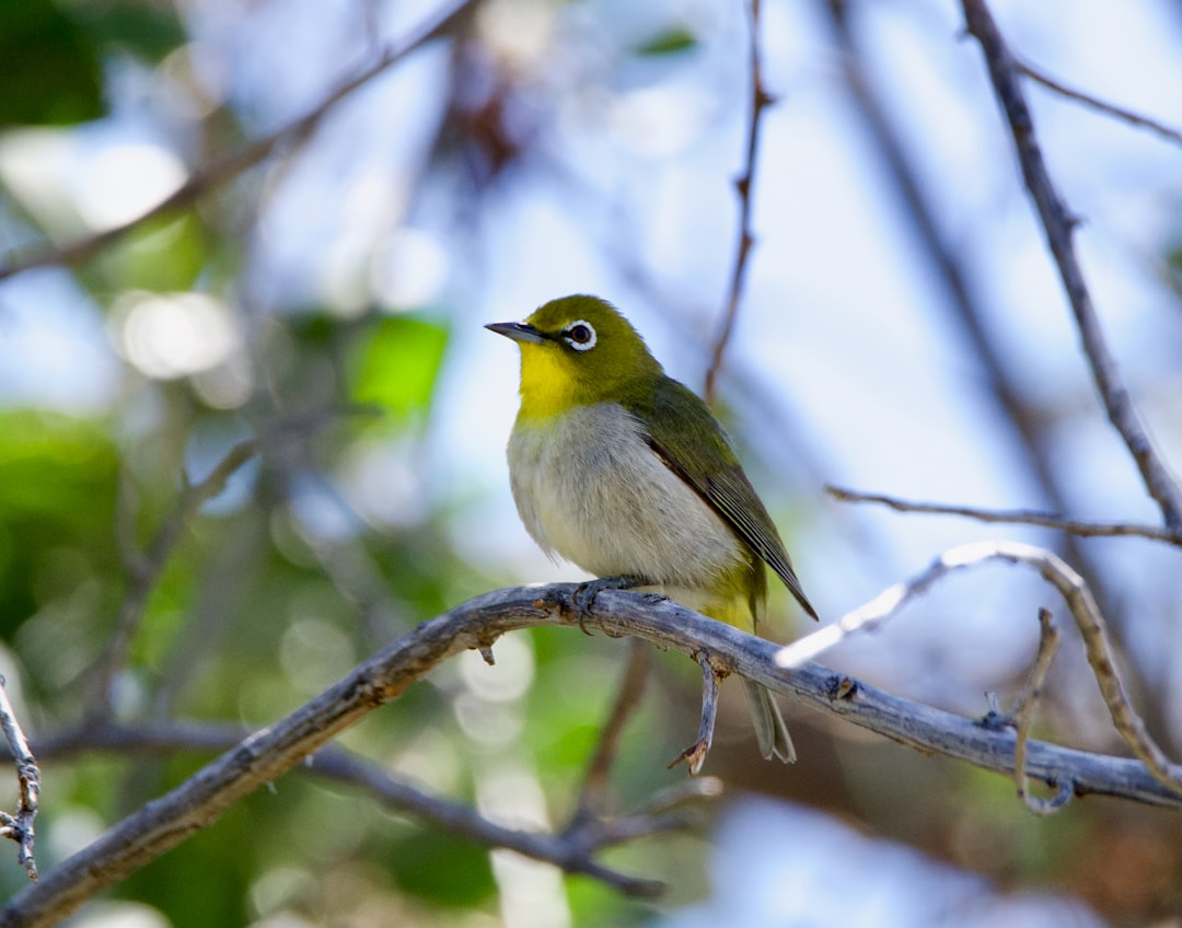 green and yellow bird on tree branch