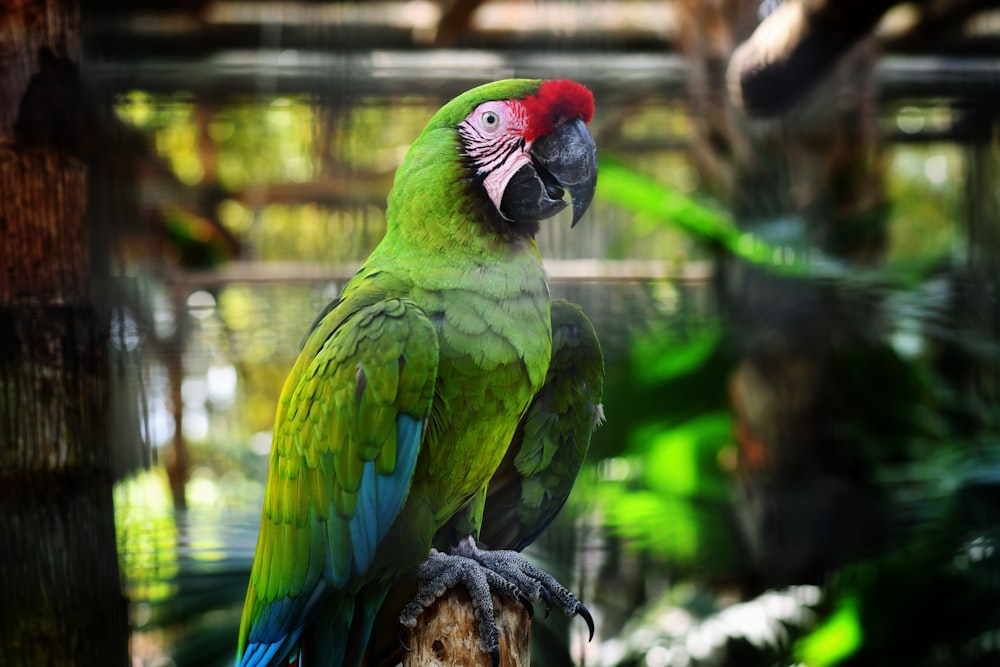 green and red parrot on brown wooden branch