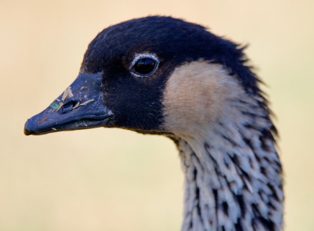 black and white duck head