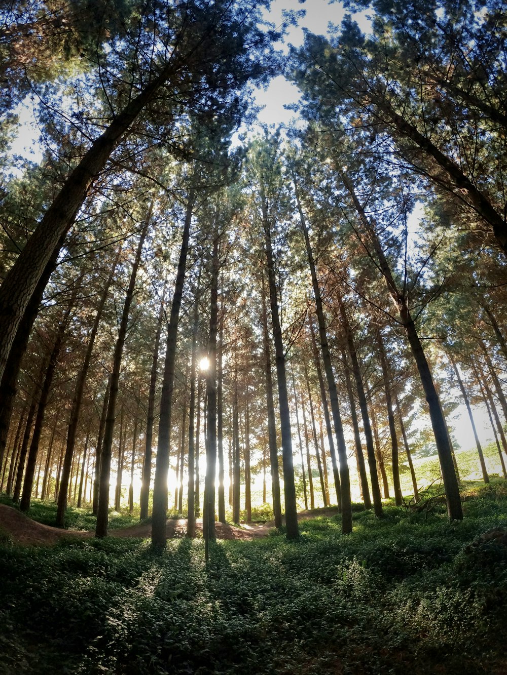 green trees on green grass field during daytime