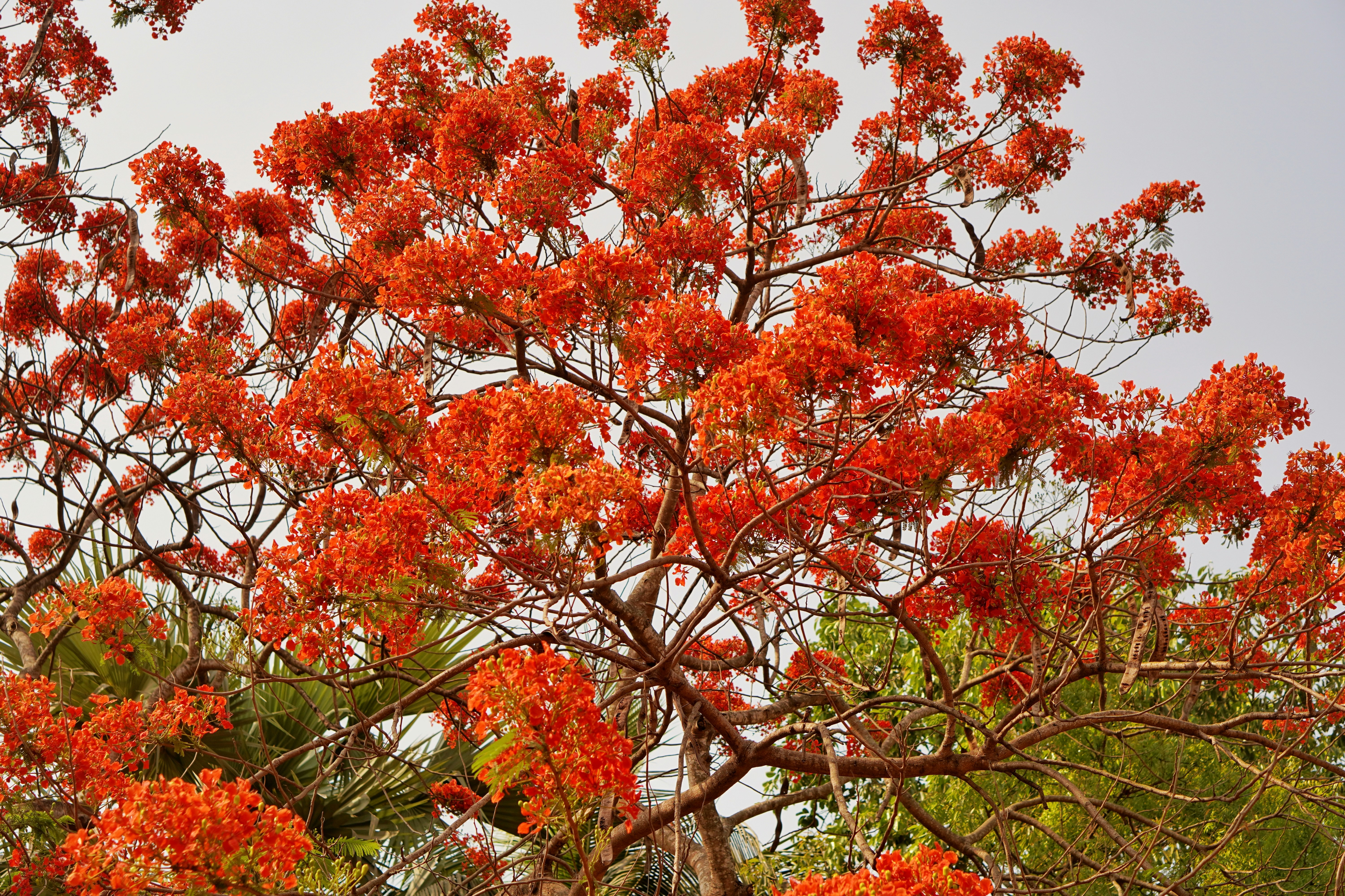 The Gulmohar Plant: A Guide to Cultivation and Purchase