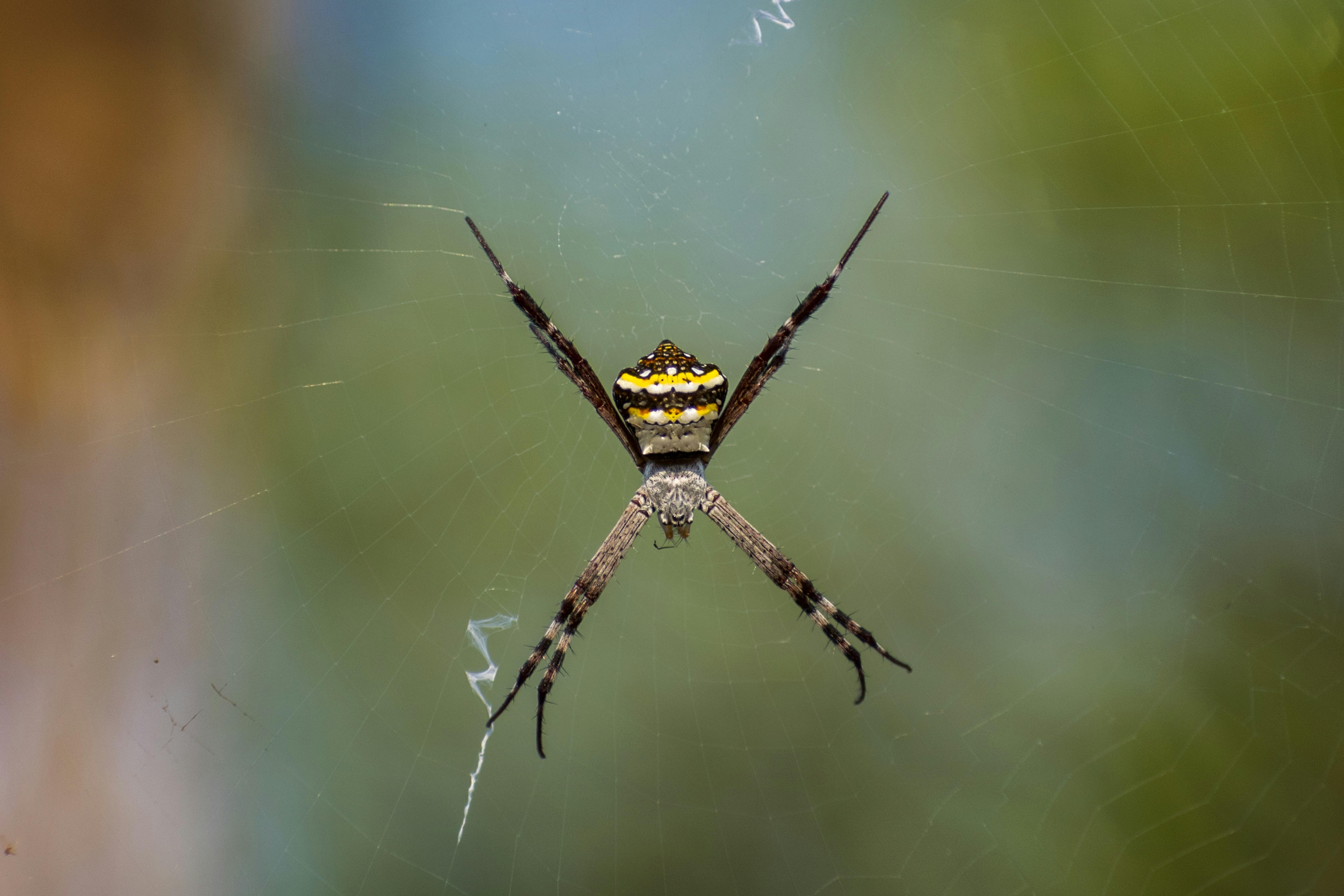A Signature Spider hanging from its web at a park in Mumbai