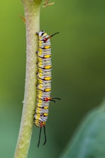 yellow and black caterpillar on yellow stem