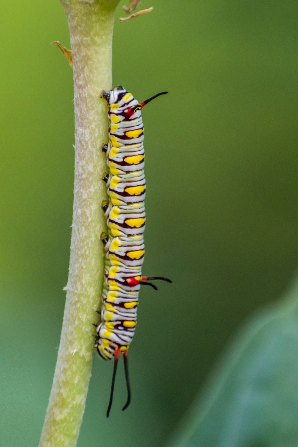 gelbe und schwarze Raupe am gelben Stiel