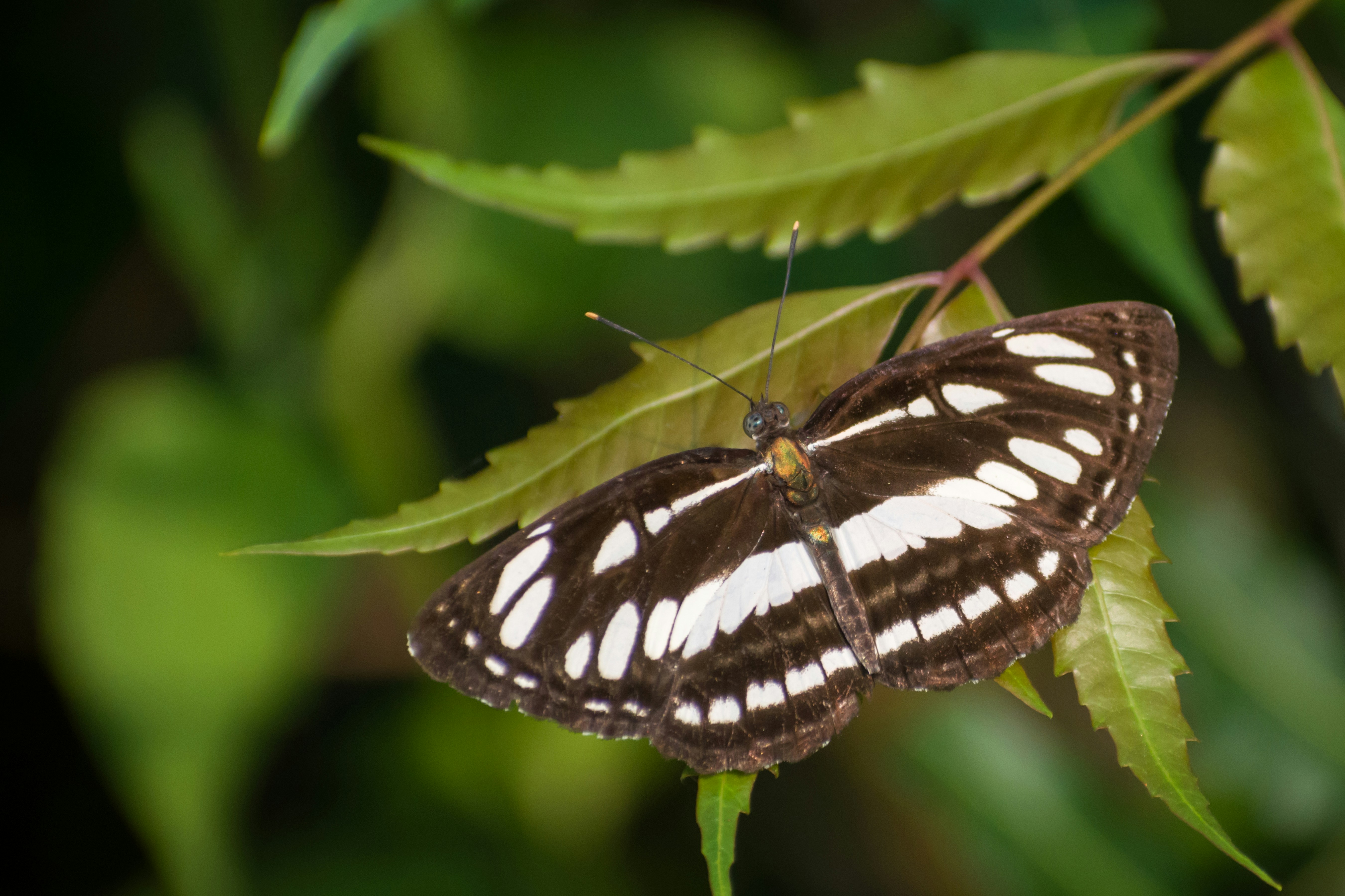 a black and white horizontally striped moth resting on young leaves