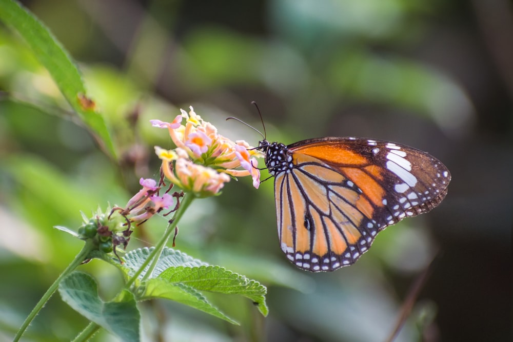 borboleta monarca empoleirada na flor amarela em fotografia de perto durante o dia