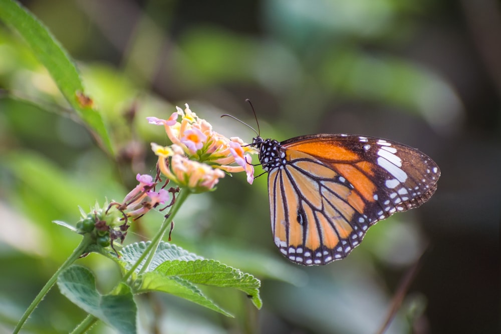 monarch butterfly perched on yellow flower in close up photography during daytime