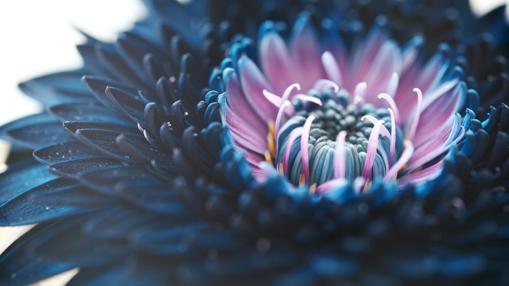 pink and black flower in macro photography