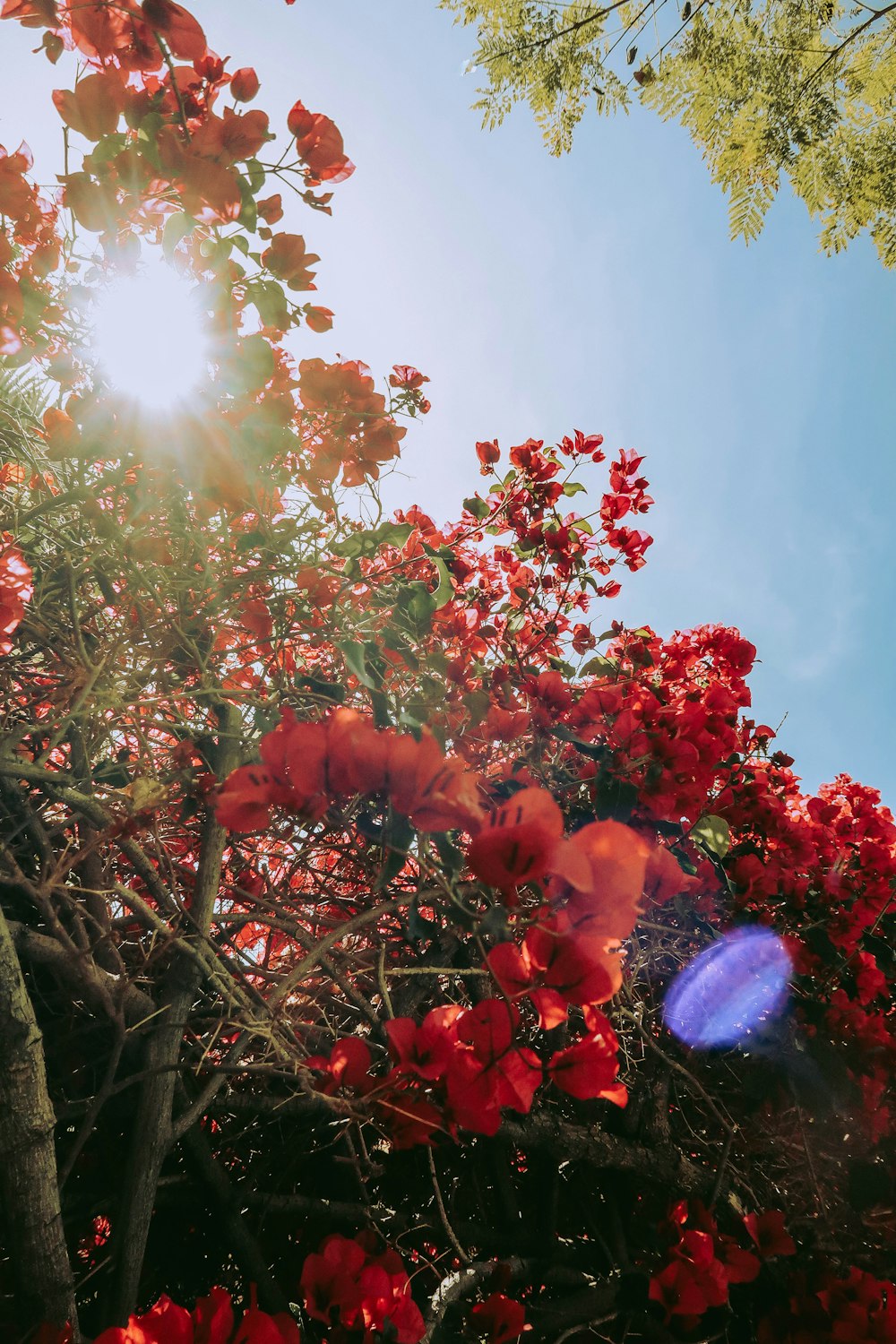 red flowers with green leaves during daytime