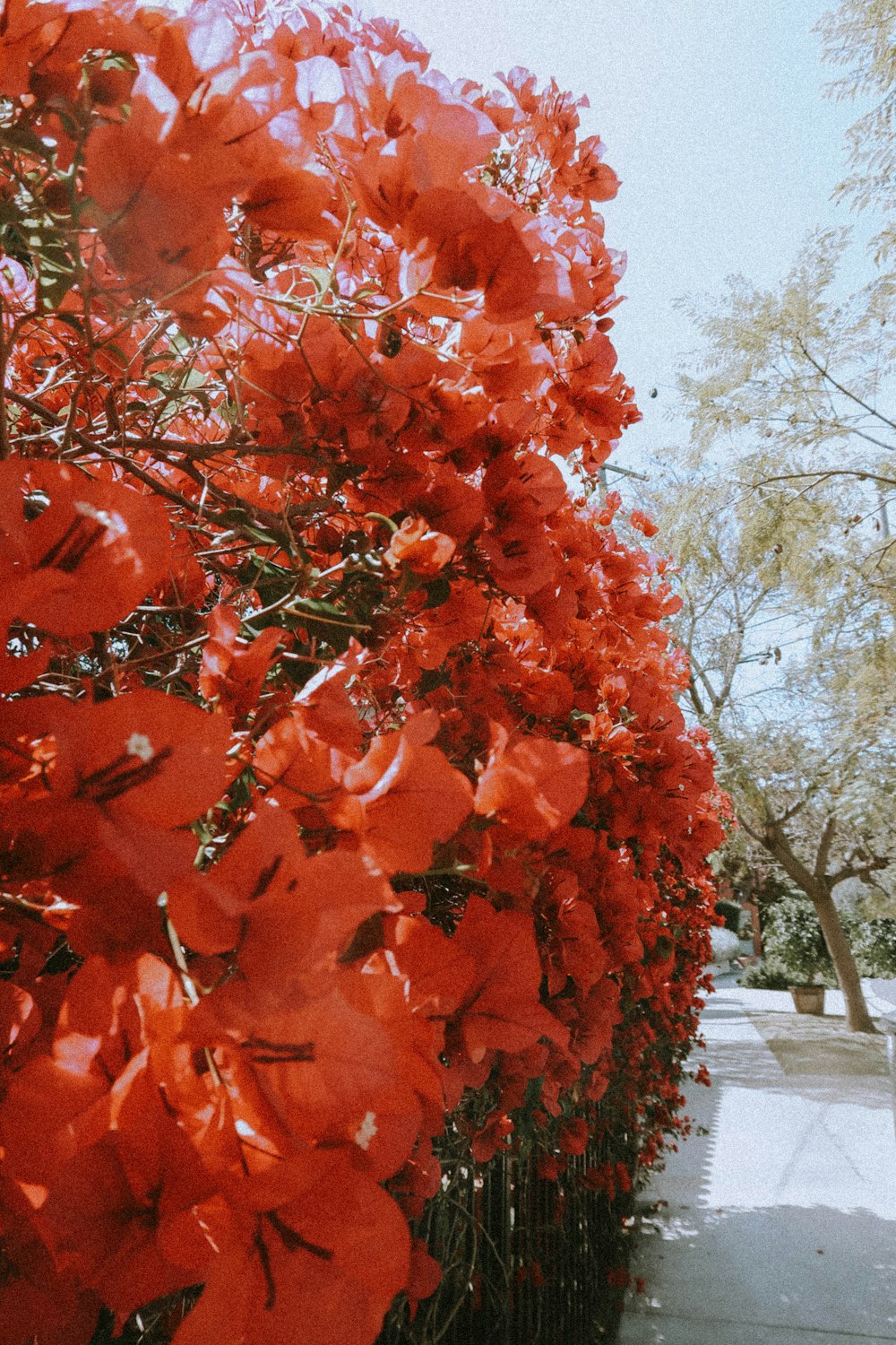 red leaves tree during daytime