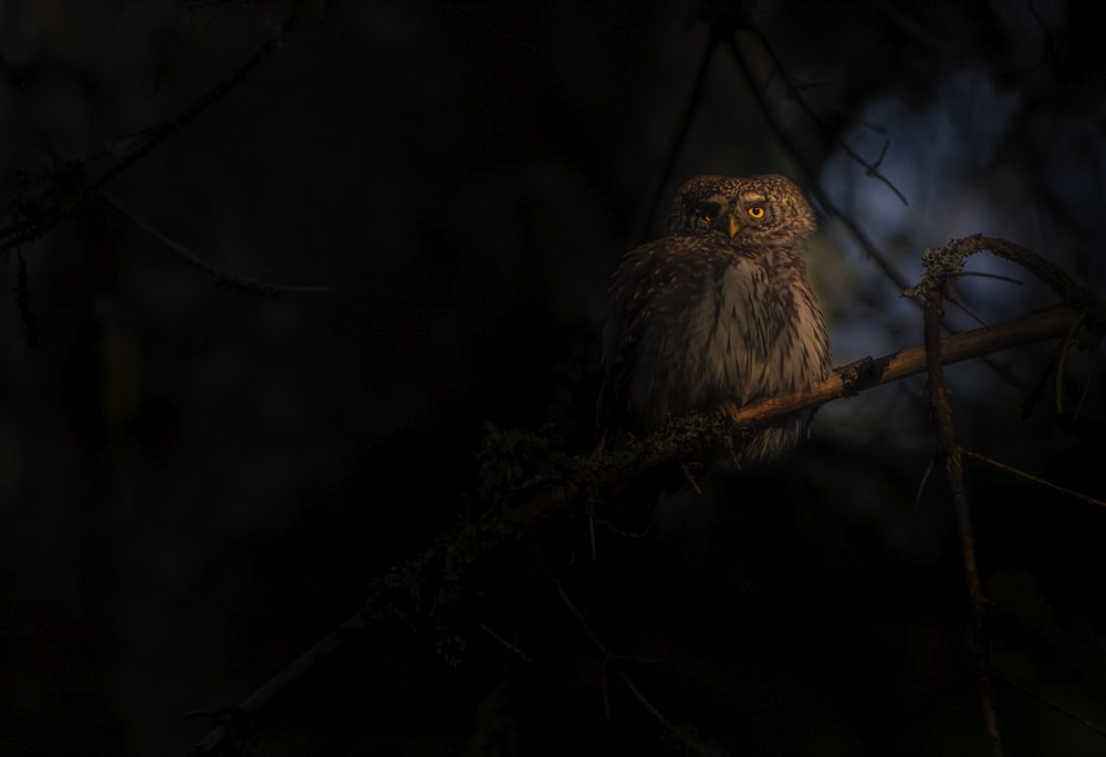 brown owl on brown tree branch