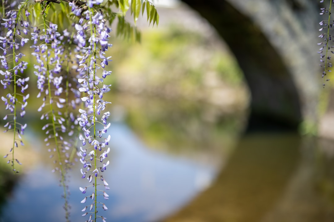 white flowers on body of water during daytime