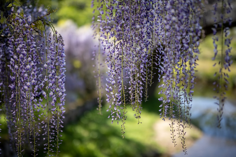 purple flowers in tilt shift lens