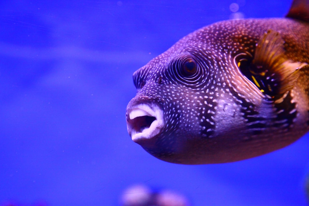 Peces amarillos y blancos bajo el agua