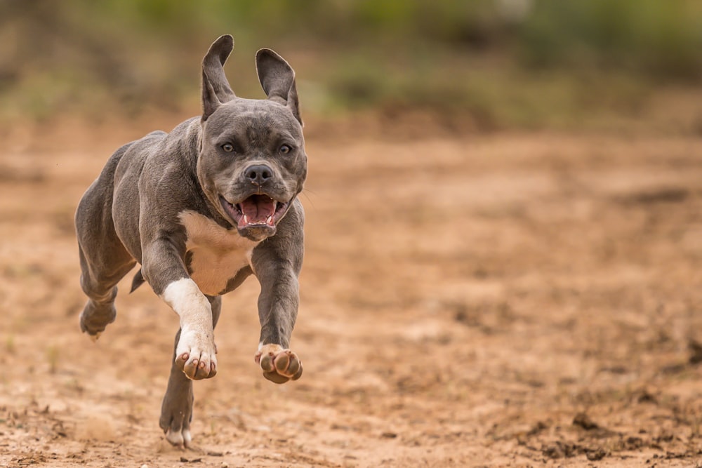 灰色と白のショートコートの小型犬が昼間、茶色の野原を走っている