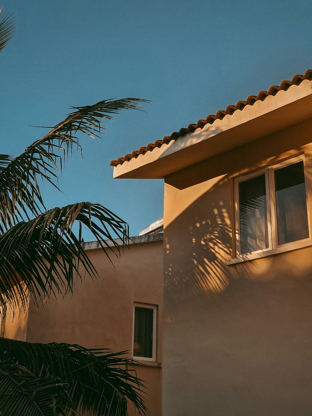 green palm tree beside brown concrete house