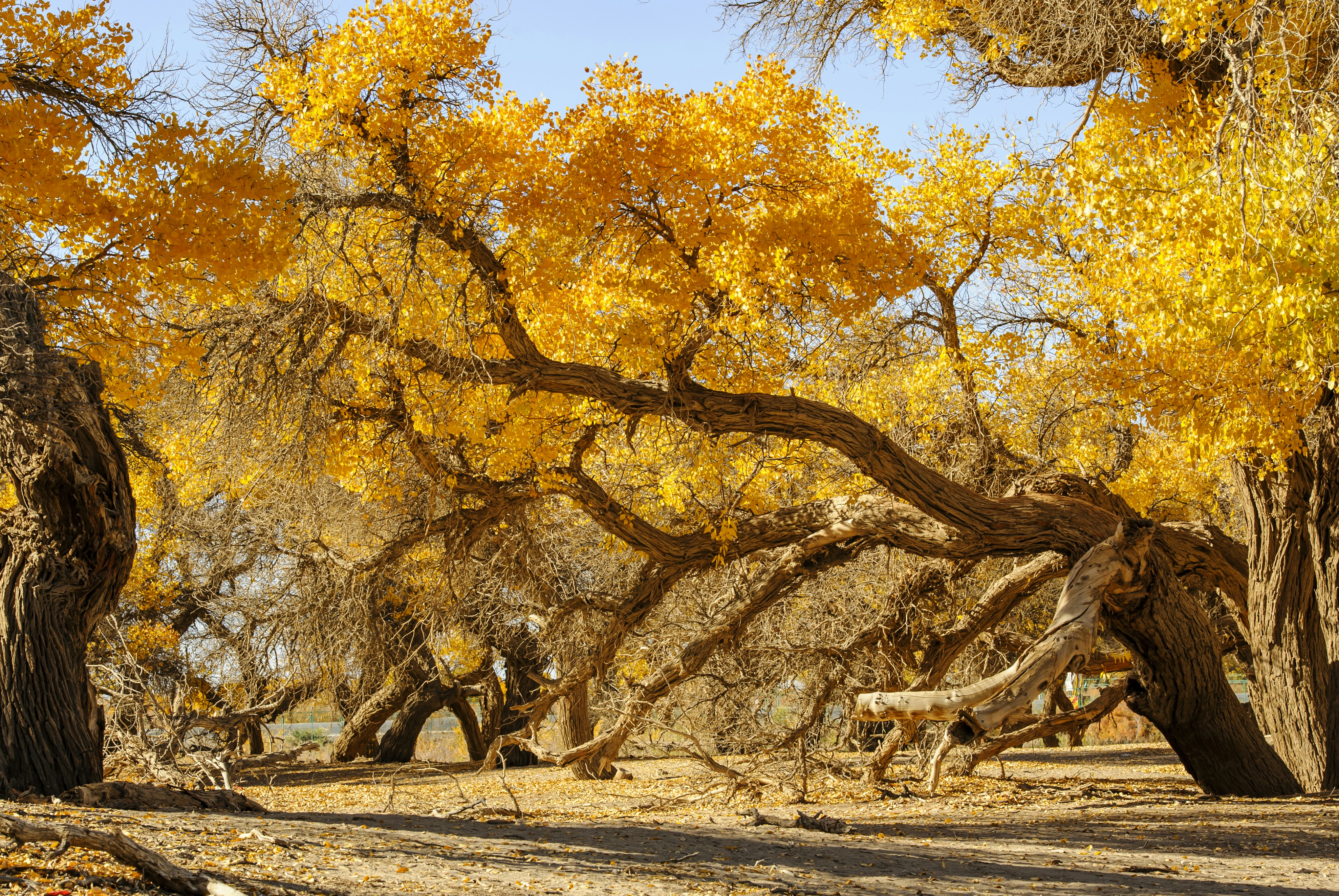 man in black jacket and brown pants sitting on brown tree during daytime