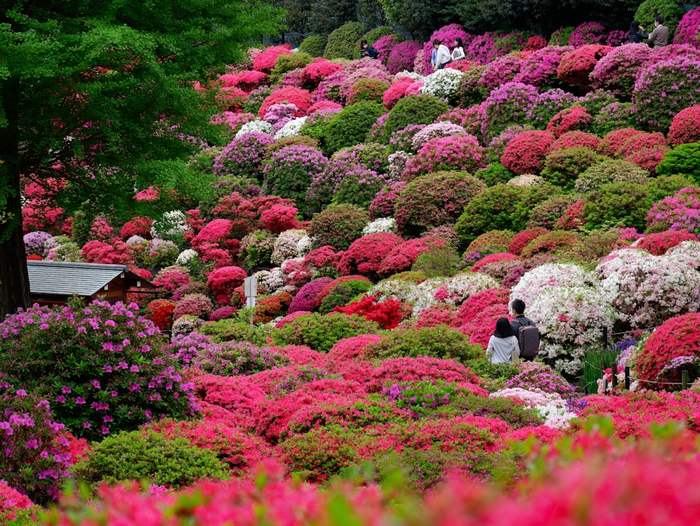 femme en robe noire et blanche debout sur le champ de fleurs rouges pendant la journée