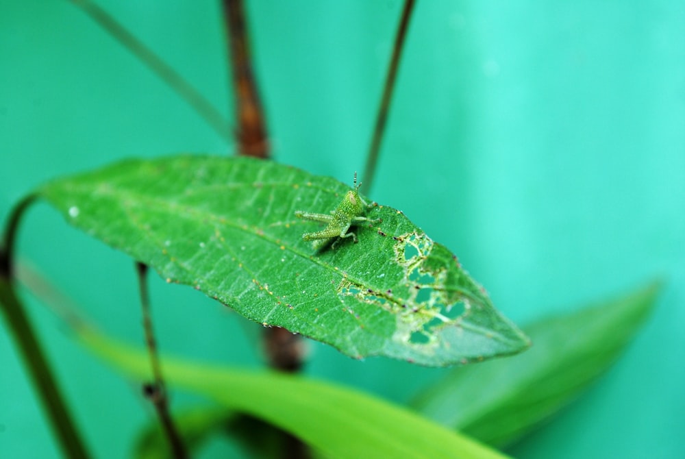 foglia verde su gambo marrone