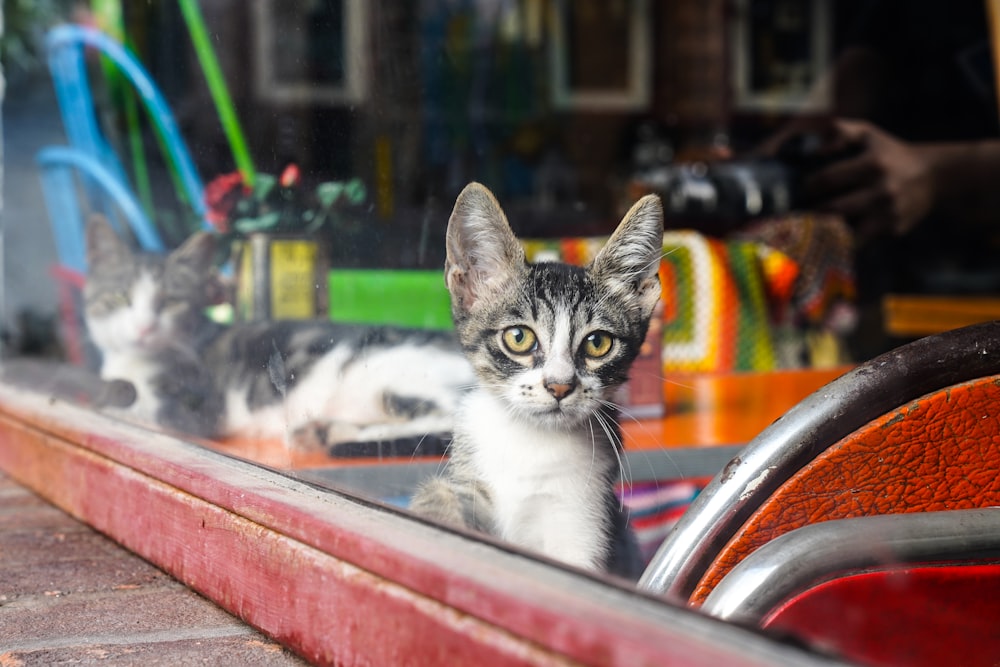 white and black cat on red metal bar