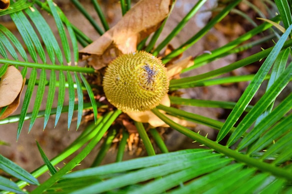 A close-up view of a cycad plant with a prominent yellow cone surrounded by long, slender green leaves. Some brown, dry leaves are also visible, adding a contrast to the fresh greenery.