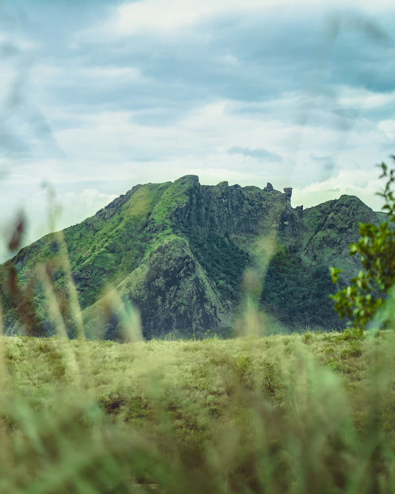 A sharp green peak seen through tall grass in the foreground