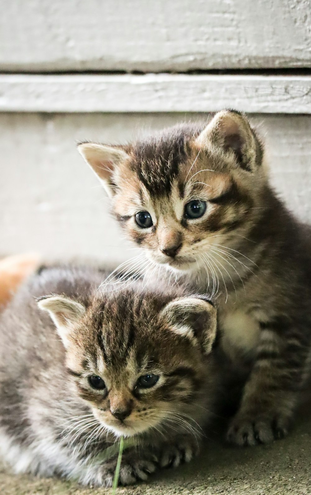 brown tabby kitten on gray concrete floor