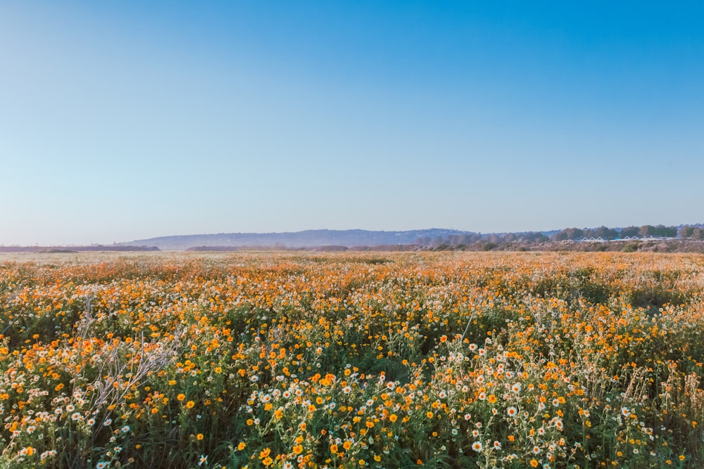 yellow flower field under blue sky during daytime