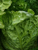 A premium close-up of fresh hydroponic produce displaying crisp leaves with morning dew.