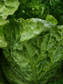 Close-up of dew-kissed leafy greens showcasing their crisp texture and vibrant color.