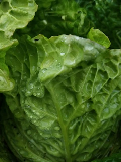 Close-up of dew-kissed leafy greens showcasing their crisp texture and vibrant color.
