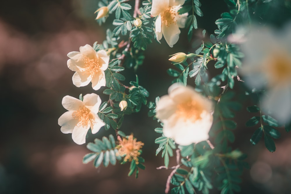 white flower with green leaves