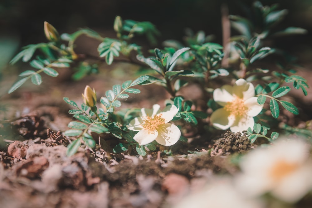 white flower with green leaves